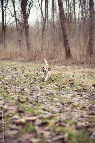 Portrait of an beagle play in the nature. Dog on a walk. Dog with dry grass