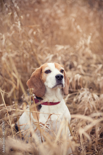 Portait of an beagle in the nature. Dog on a walk. Hunting Dog with dry grass