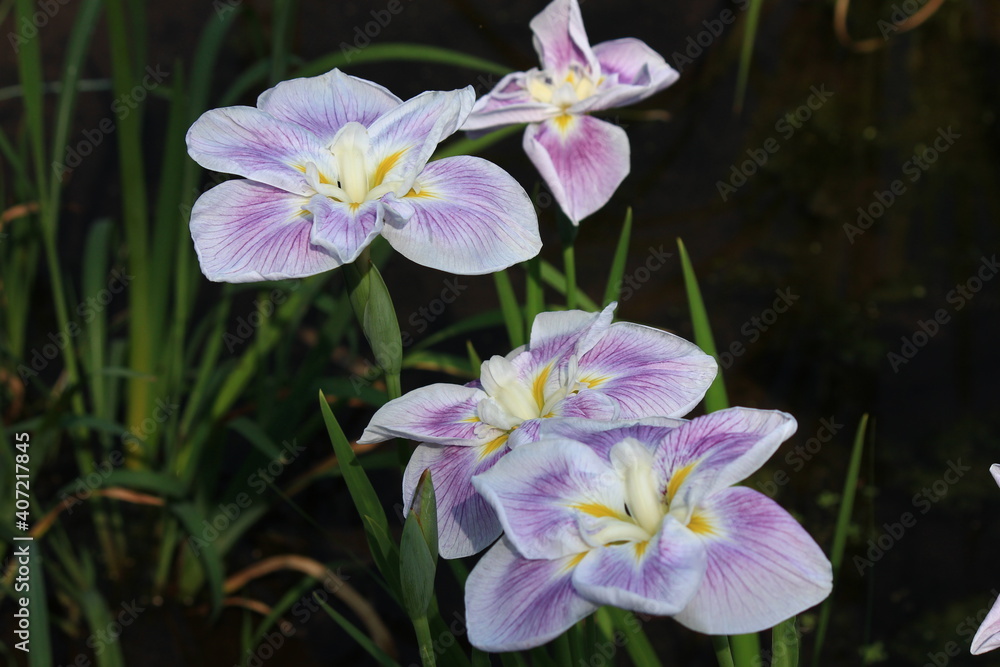 薬師池公園の菖蒲園 5月、東京都町田市にある薬師池公園ではたくさんの菖蒲が咲き乱れる 薬師池公園の菖蒲園 5月、東京都町田市にある薬師池公園ではたくさんの菖蒲が咲き乱れる