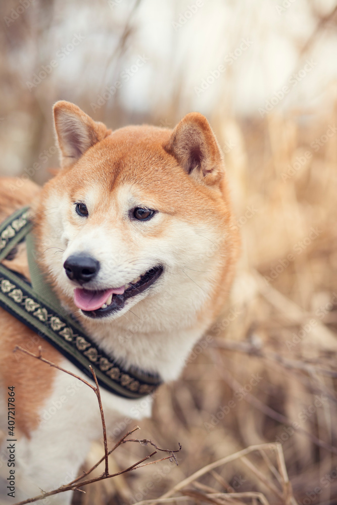 Portrait von einem  Shiba inu in getrockneter Wiese. Hund lächelt