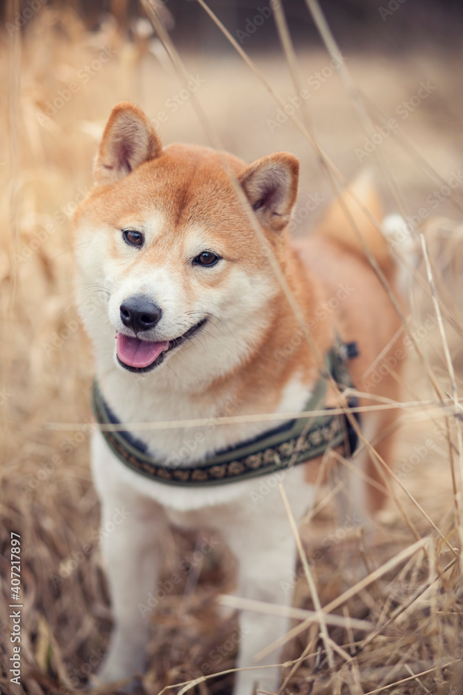 Portrait von einem  Shiba inu in getrockneter Wiese. Hund lächelt