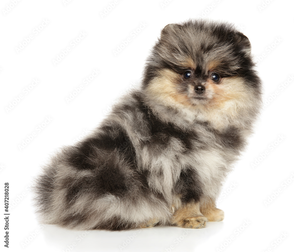 Obraz premium Pomeranian puppy Marble color, sitting on a white background