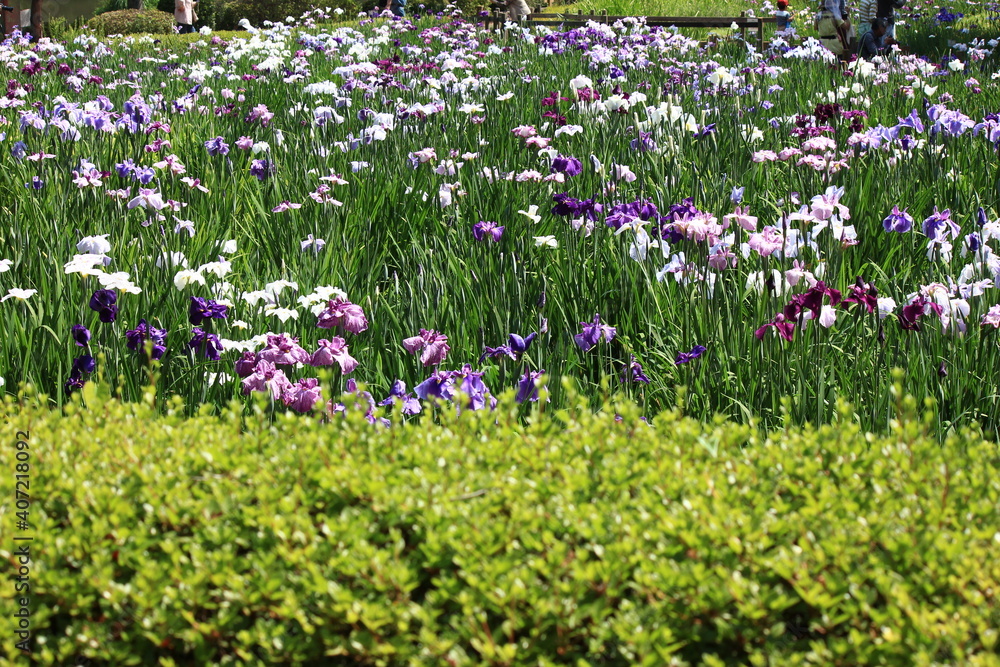 薬師池公園の菖蒲園　　5月、東京都町田市にある薬師池公園ではたくさんの菖蒲が咲き乱れる