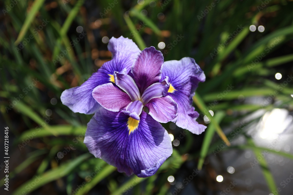 Obraz premium 薬師池公園の菖蒲園 5月、東京都町田市にある薬師池公園ではたくさんの菖蒲が咲き乱れる