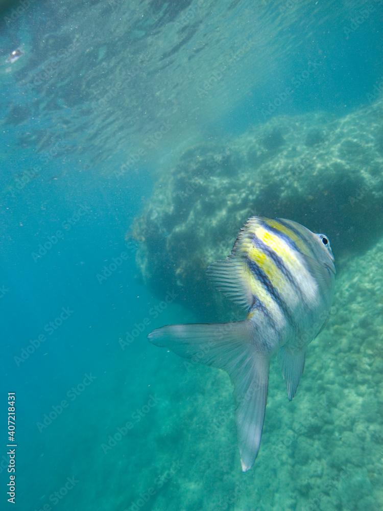 Tropical, yellow, black and white striped fish spotted in the Caribbean Sea while snorkelling the reef