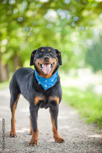 Portrait of a Rottweiler in the Nature. Beautiful dog outdoor.