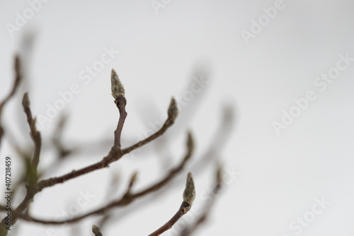 Latent bud of magnolia tree standing in public park in winter with snow in background photo