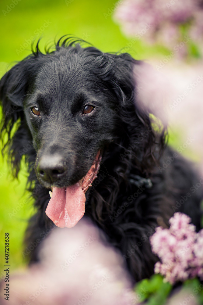 Portrait von einem Falt coated Retriever vor Blumen. Hund lächelt draußen im Frühling Portrait von einem Falt coated Retriever vor Blumen. Hund lächelt draußen im Frühling