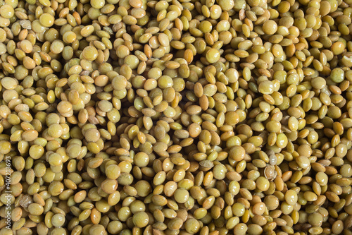 Raw Pardina lentils wet, and washed after been soaked. Organic texture abstract background. 