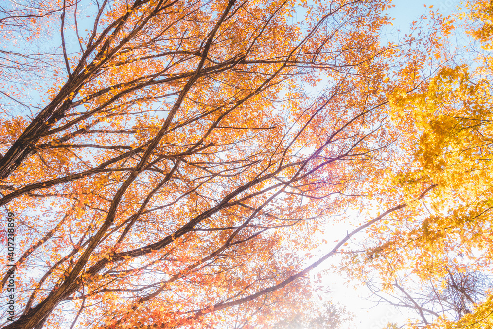 山に生えた紅葉