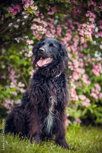 Portrait von einem Falt coated Retriever vor Blumen. Hund lächelt draußen im Frühling