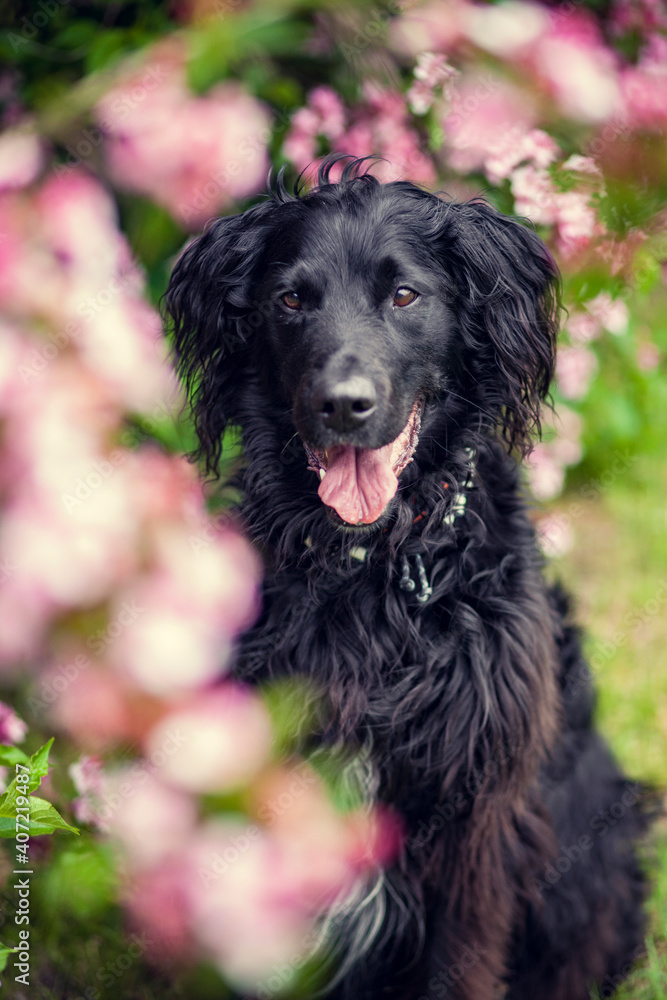 Portrait von einem Falt coated Retriever vor Blumen. Hund lächelt draußen im Frühling