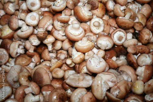 a lot of small mushrooms © Irina