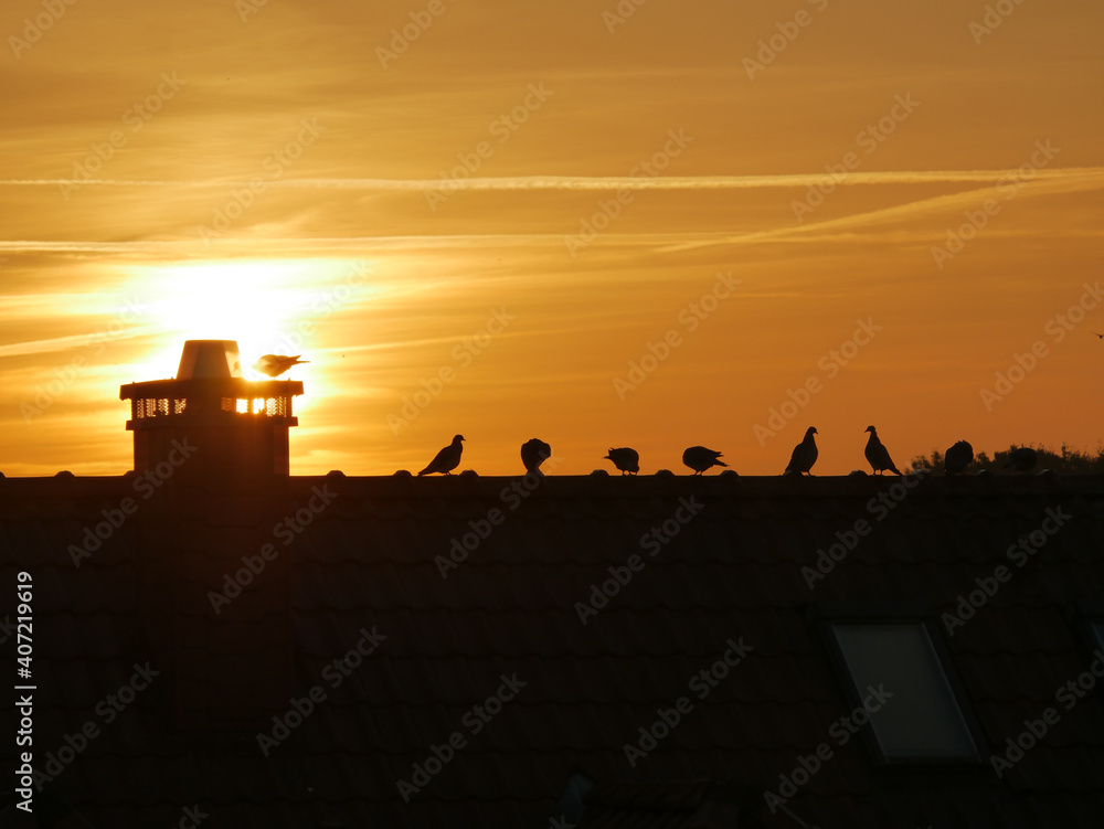 Naklejka premium Tauben im Sonnenaufgang