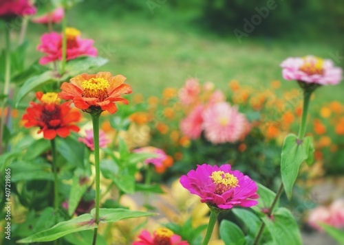 Zinnia is a genus of plants of the sunflower tribe within the daisy family