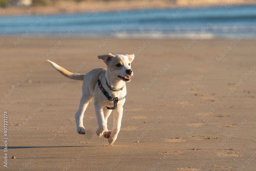 Young female puppy playing and running happily along the sand on the beach Young female puppy playing and running happily along the sand on the beach