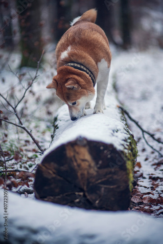 Shiba Inu steht auf einem Baumstann im Wald. Hund im Schnee.