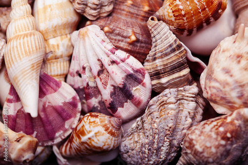 a lot of different empty sea shells on background  macro details