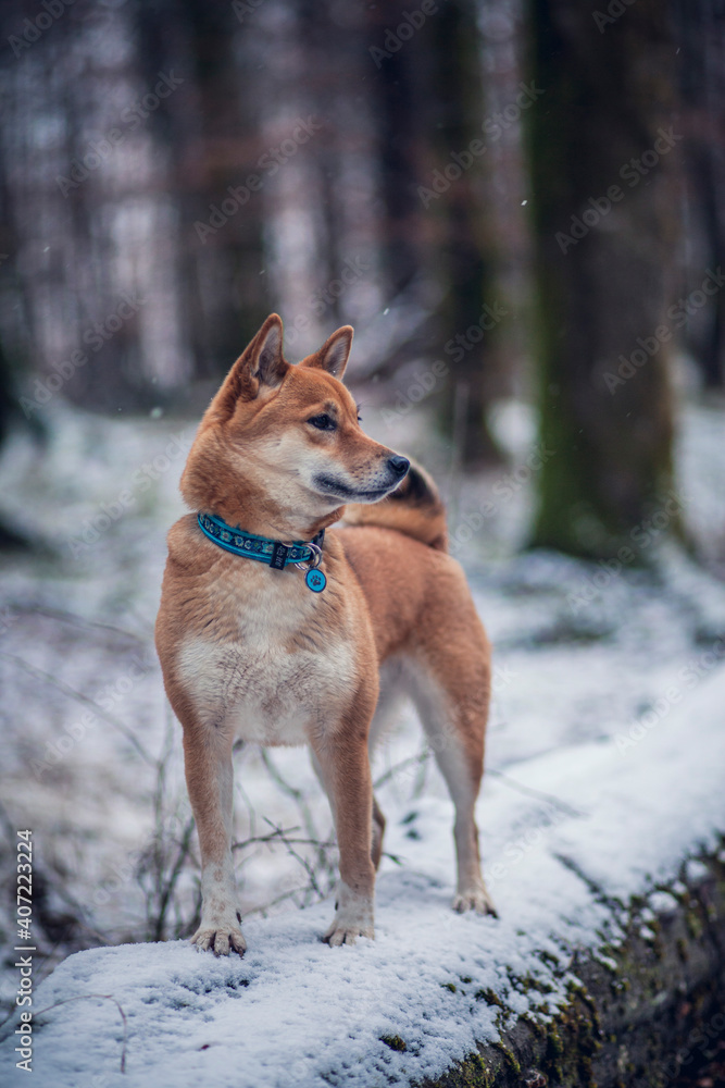 Shiba Inu steht auf einem Baumstann im Wald. Hund im Schnee. Shiba Inu steht auf einem Baumstann im Wald. Hund im Schnee.