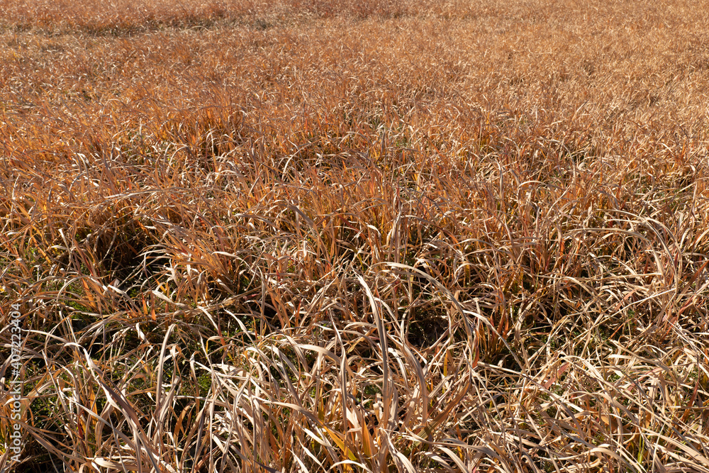 Fototapeta premium 冬の枯れ草の野原