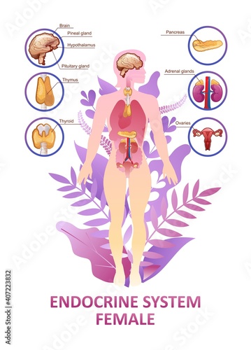 human endocrine system organs poster