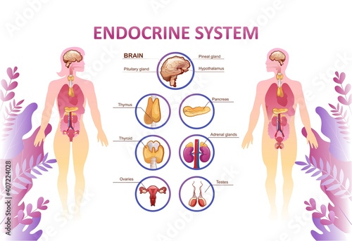 human endocrine system organs poster