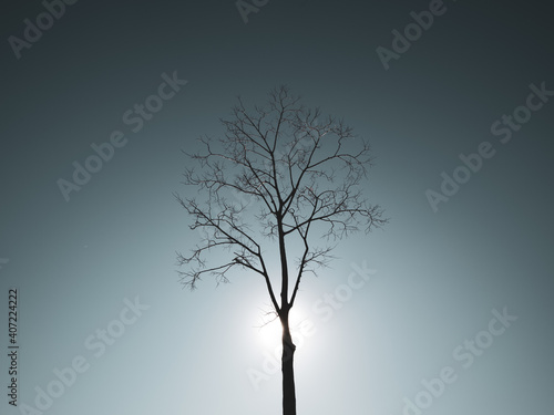 冬枯れの立木のシルエットと光 © 正人 竹内