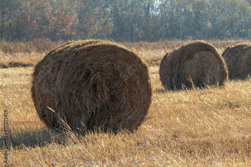 Hay bales in the field photo