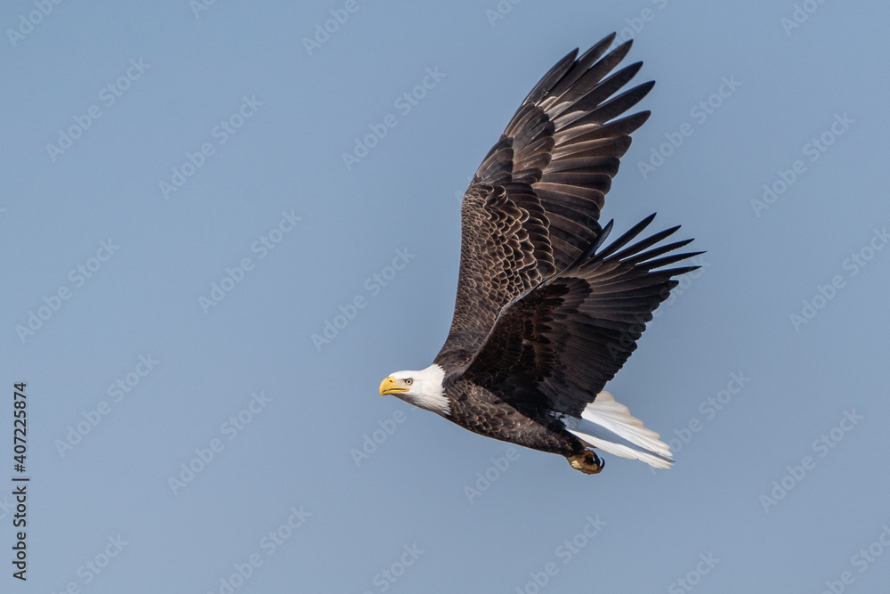 Obraz premium Bald Eagle Flying 