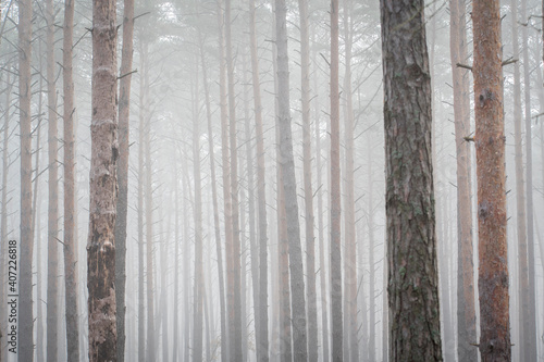 Thick fog in Kampinos National Park, Poland. Pine tree trunks in white morning mist which is covering the wilderness. Selective focus on coniferous trees, blurred background.