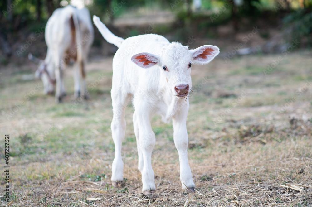 White Charolaise calf standing in meadow. White Charolaise calf standing in meadow.