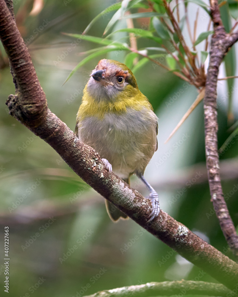 Elusive bird looking curiously from a branch