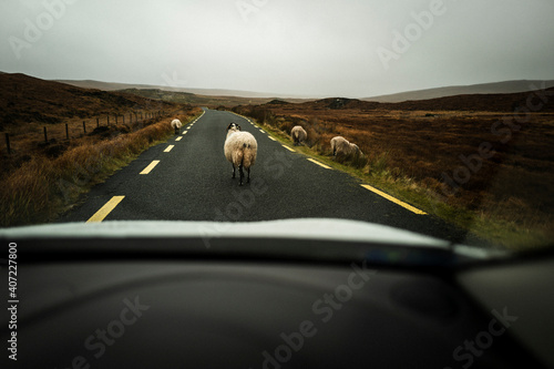 Straße im Glenveagh National Park mit Schafe in Irland County Donegal photo
