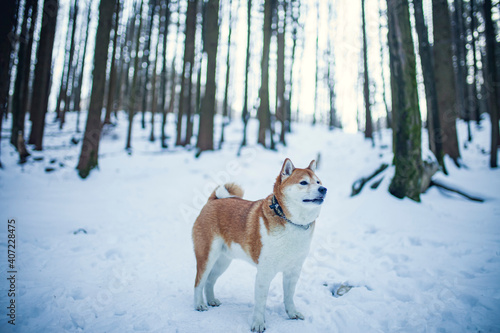 Fototapeta Naklejka Na Ścianę i Meble -  Shiba Inu steht im Schnee im Wald.