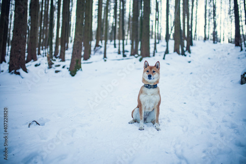 Shiba Inu sitzt im Schnee im Wald.