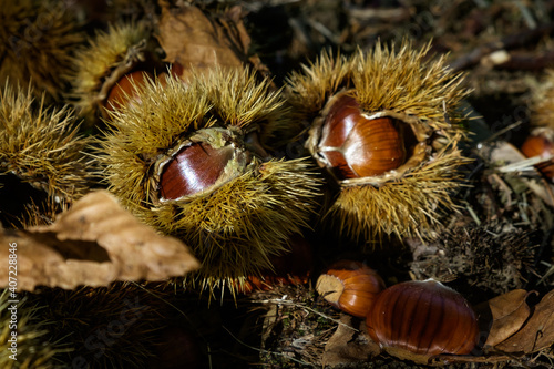 Chestnuts in the fields