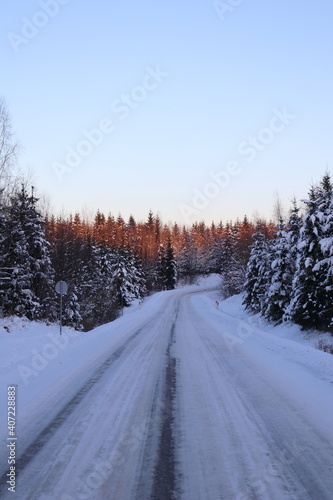 Forest road in winter