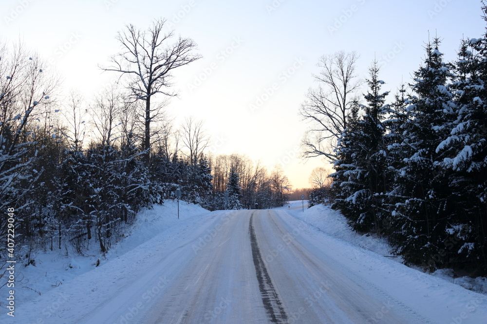 Forest road in winter