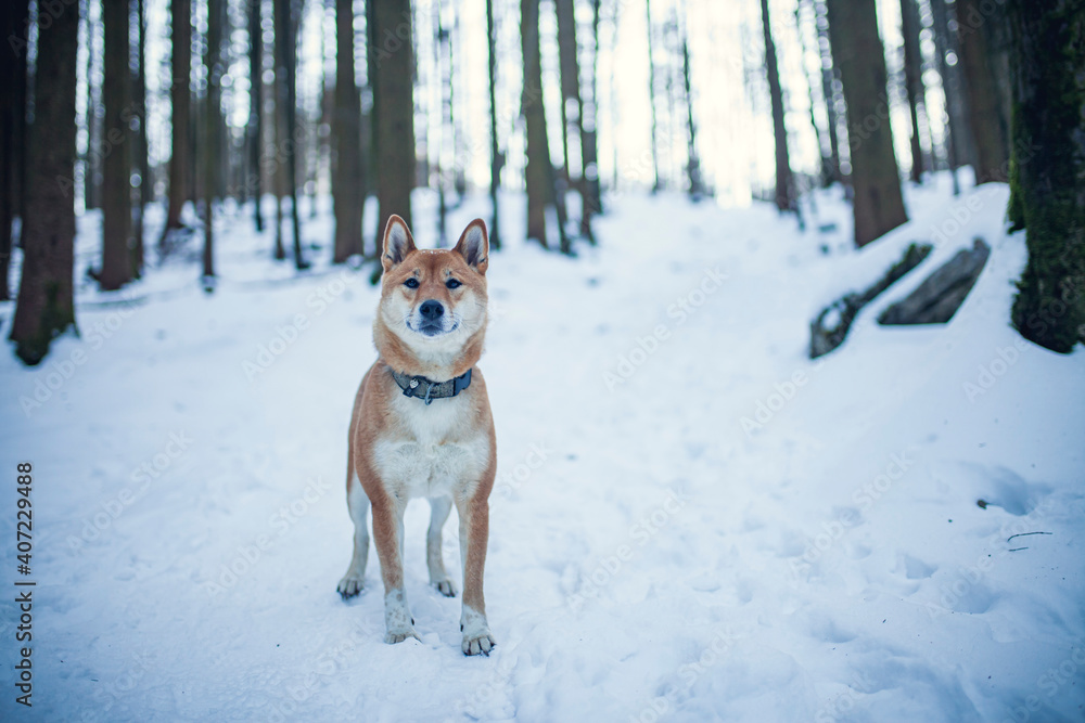 Shiba Inu steht im Schnee im Wald.