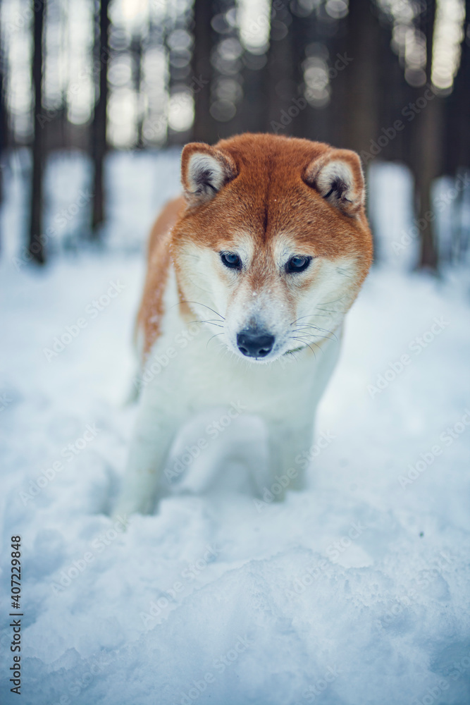 Happy red shiba inu in the snow. Dog in in winter walk in the forest Happy red shiba inu in the snow. Dog in in winter walk in the forest