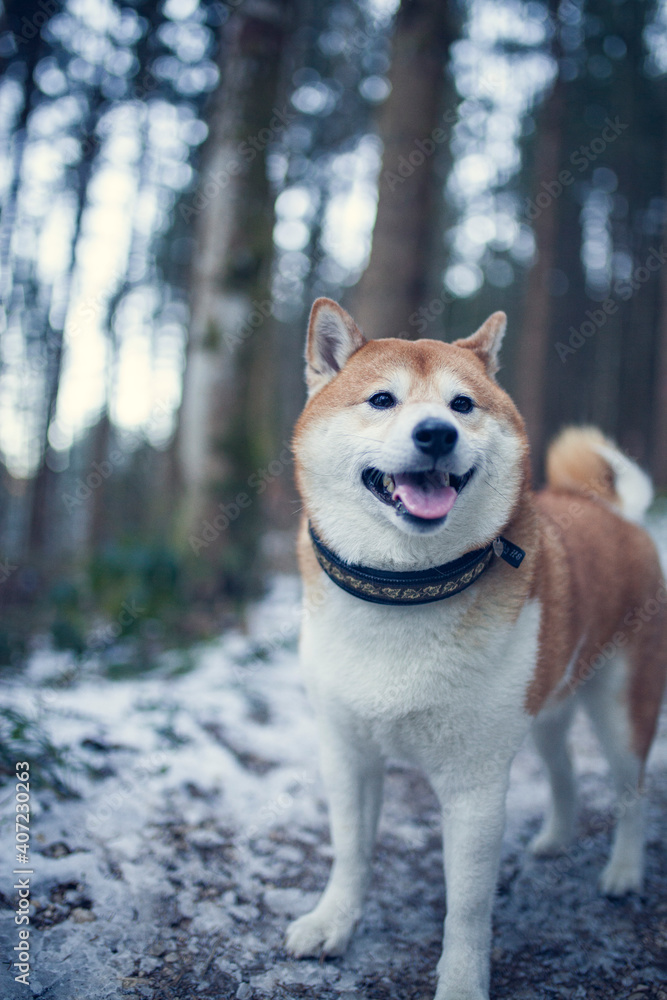Happy red shiba inu in the snow. Dog in in winter walk in the forest