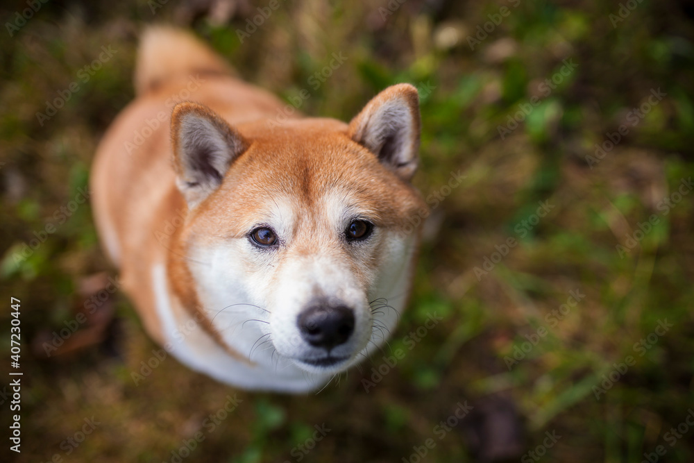 Shiba inu in the nature. Dog on a Walk. Red Shiba inu in the forest/field. Happy Dog