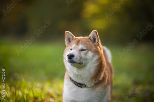 Fototapeta Naklejka Na Ścianę i Meble -  Shiba inu in the nature. Dog on a Walk. Red Shiba inu in the forest/field. Happy Dog