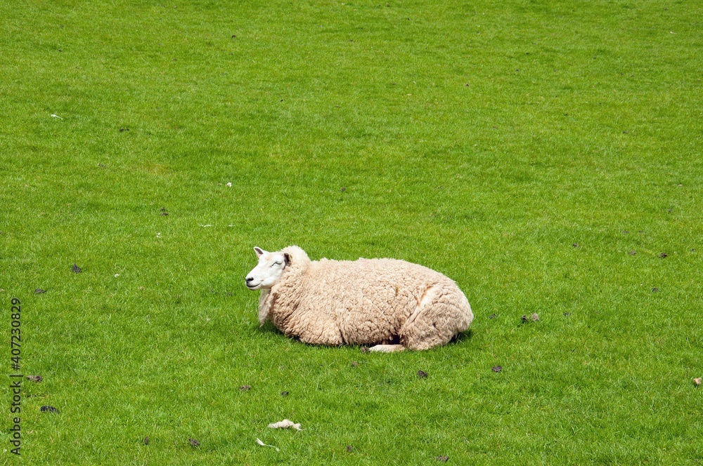 Obraz premium sheep in the meadow