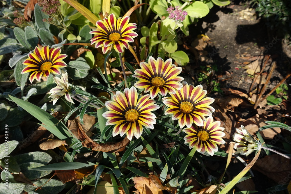 Six striped flowers of Gazania Big Kiss in mid October Six striped flowers of Gazania Big Kiss in mid October