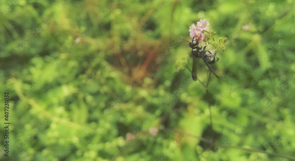 small black insect on pink flowers small black insect on pink flowers