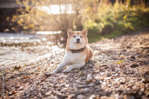 Red shiba inu at Rocks close to a river. Dog on a walk in the nature. Dog posing in the sunlight
