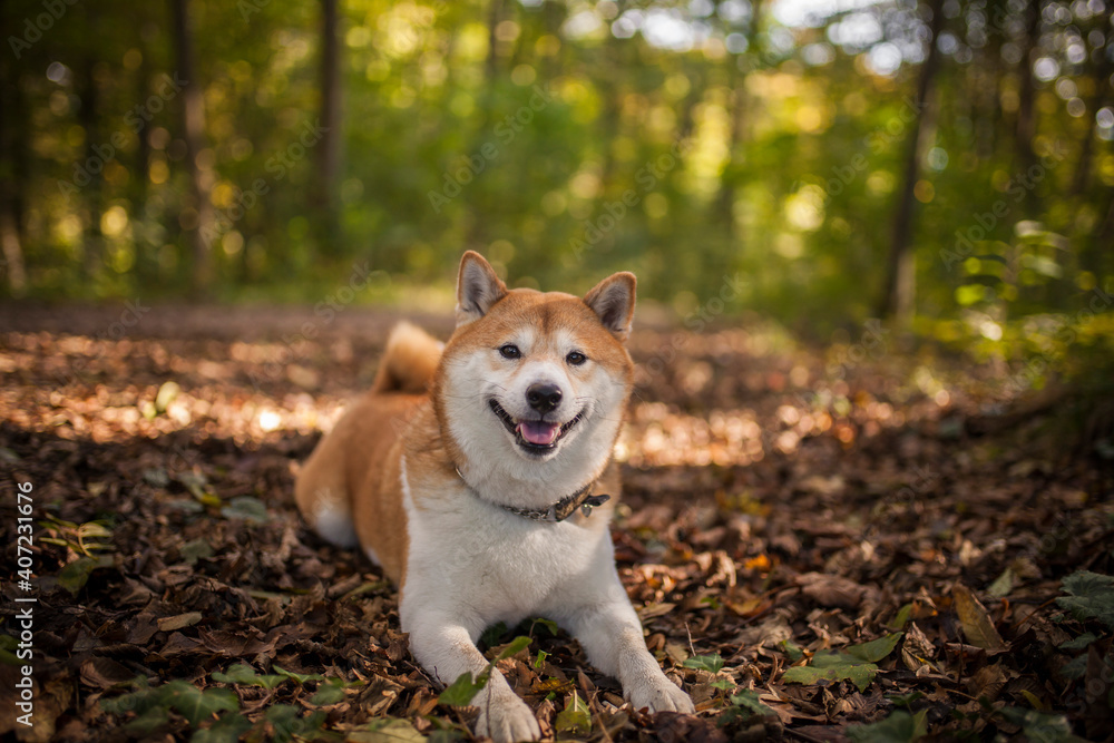 Shiba inu in the nature. Dog on a Walk. Red Shiba inu in the forest/field. Happy Dog is a little bit chunky