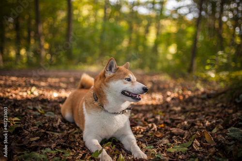 Shiba inu in the nature. Dog on a Walk. Red Shiba inu in the forest/field. Happy Dog is a little bit chunky