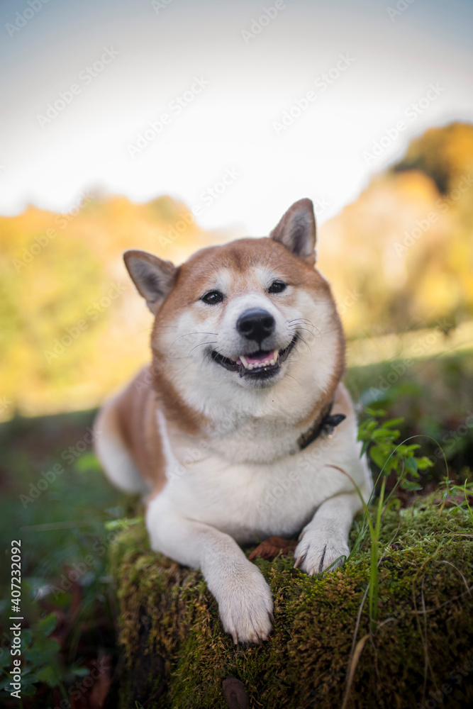 Shiba inu in the nature. Dog on a Walk. Red Shiba inu in the forest/field. Happy Dog is a little bit chunky